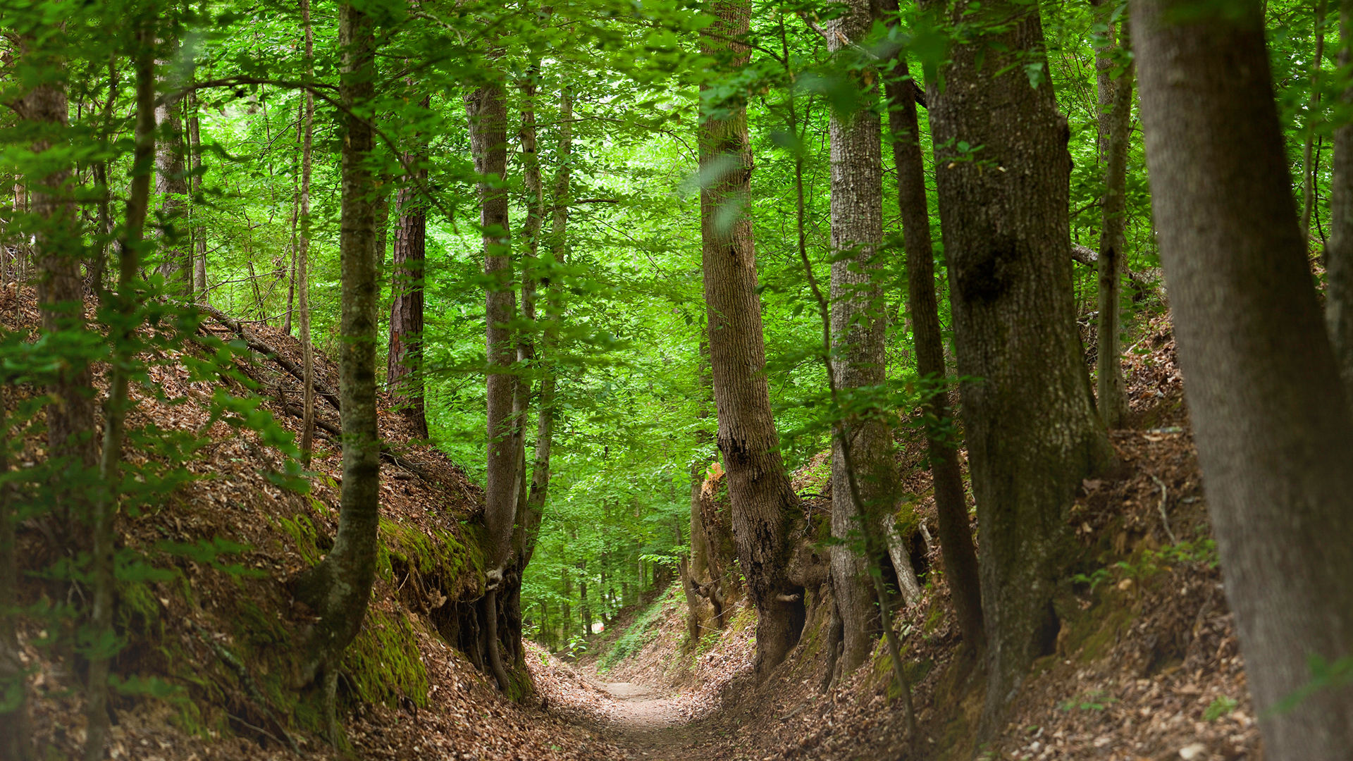 Natchez Trace Videos | Chickasaw.tv
